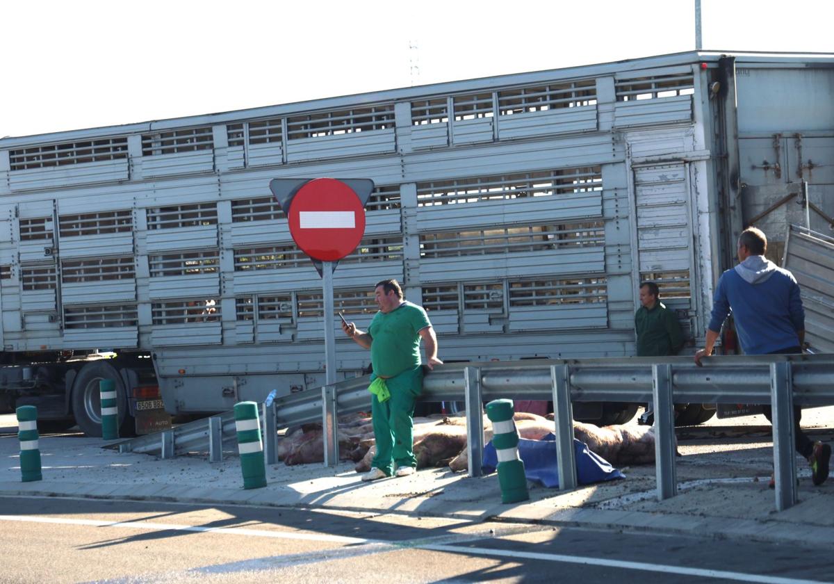 Los cerdos muertos junto a un guardarraíl horas después del accidente.