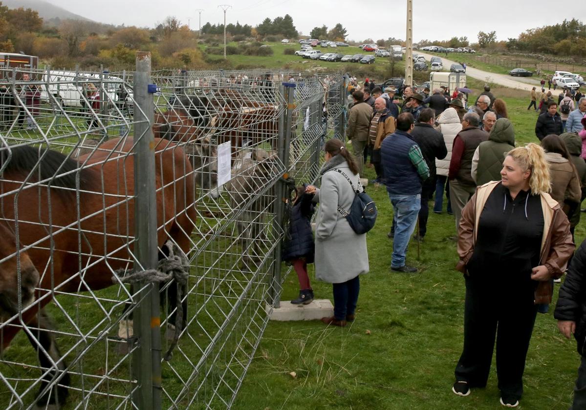 Varias personas asisten a la feria de ganado en Navafría este domingo.