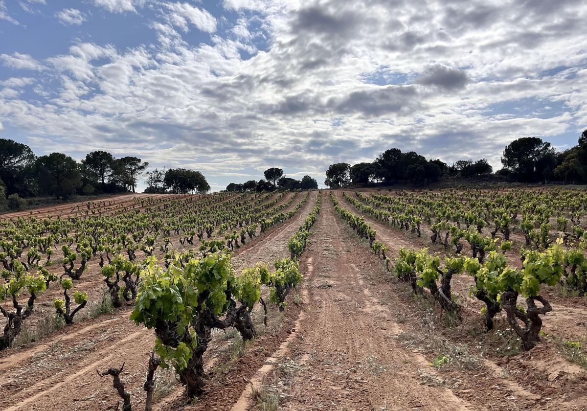 Plantación de viñedo en la región.