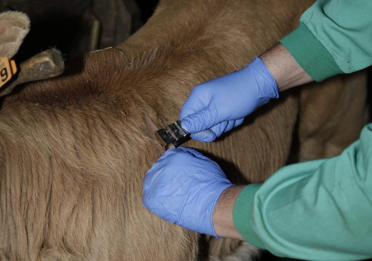 Un veterinario toma una muestra en una explotación ganadera, en una imagen de archivo.