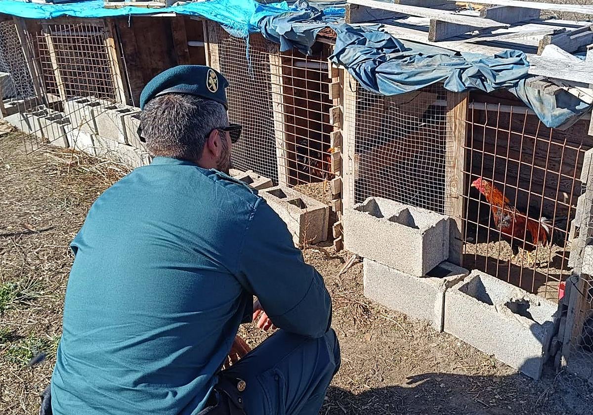 Un agente de la Guardia Civil revisa el estado de un gallo en una jaula.