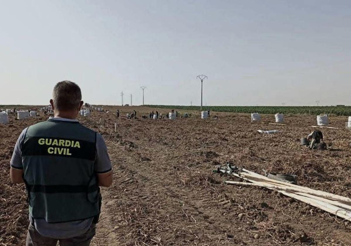 Un guardia civil supervisa labores en el campo en la provincia de Valladolid.