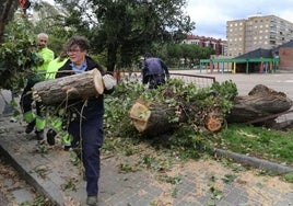 Retirada de un árbol derribado por el viento el pasado octubre en Palencia.