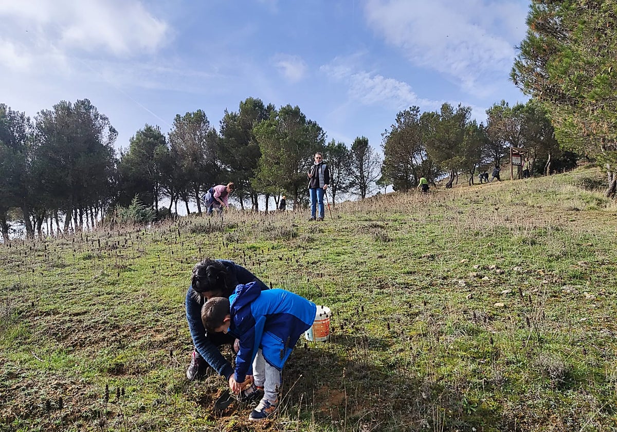 Tordehumos planta más de 600 bellotas en las laderas del castillo