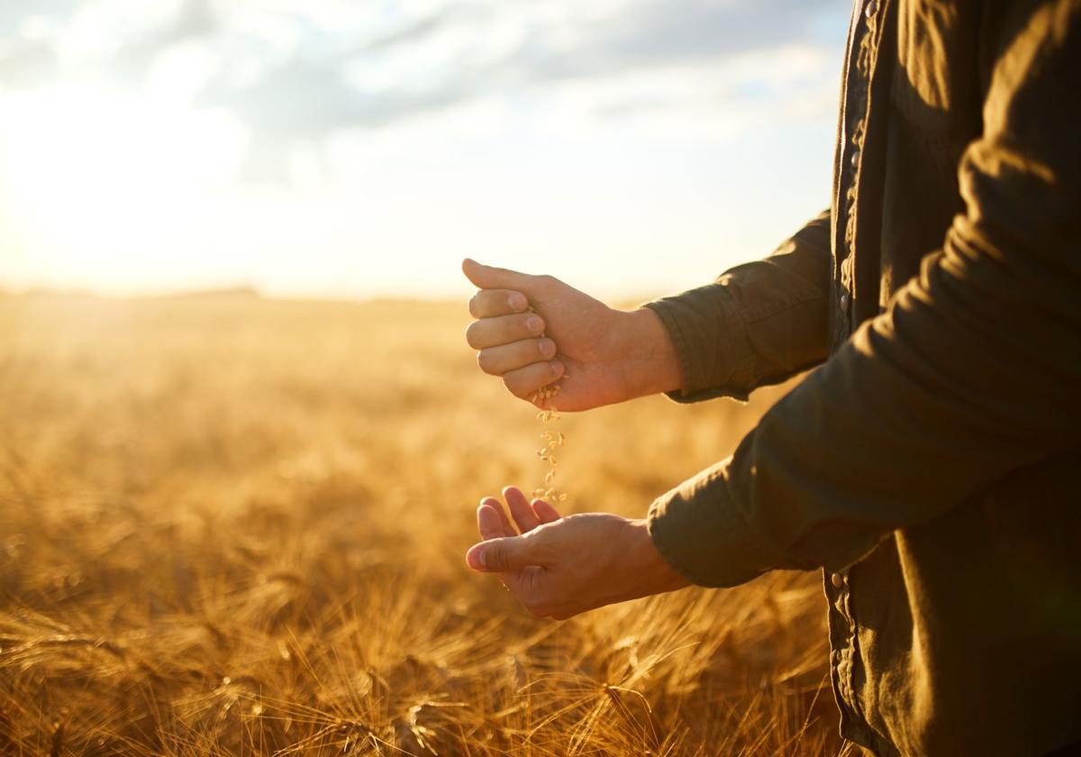 Un agricultor deja caer en sus manos el grano de cereal.