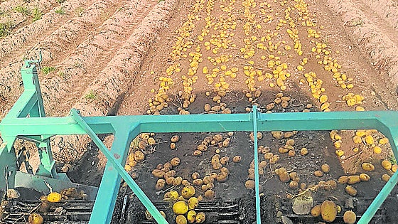 La producción de patata cae un 2% esta campaña en la región
