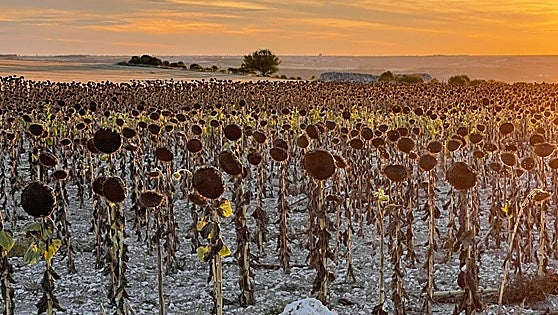 León cierra una campaña de girasol con menor rendimiento, pero mejor precio