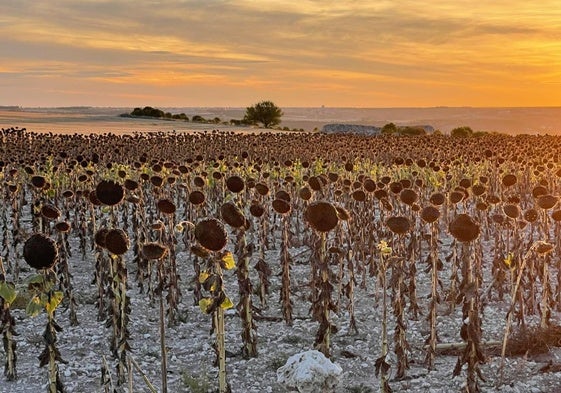 Parcela de girasol unos días antes de ser cosechada.