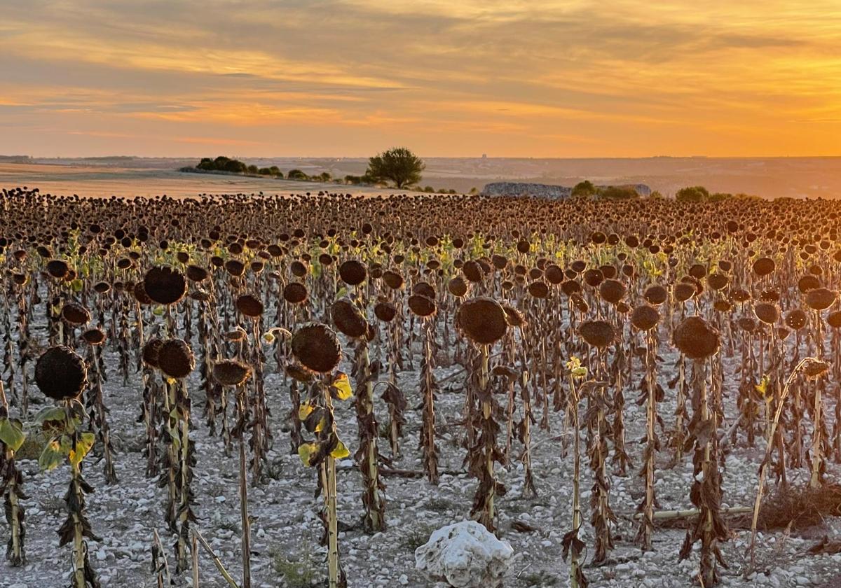 Parcela de girasol unos días antes de ser cosechada.