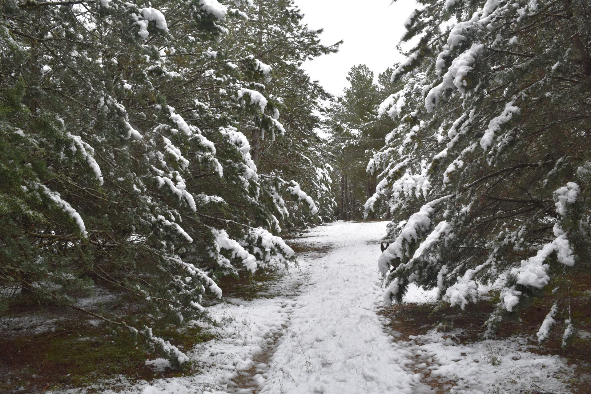 La nieve, perfecta aliada en un día festivo en la Montaña Palentina