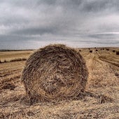 En marcha el Programa Territorial de Fomento de Tierra de Campos 2024-2031