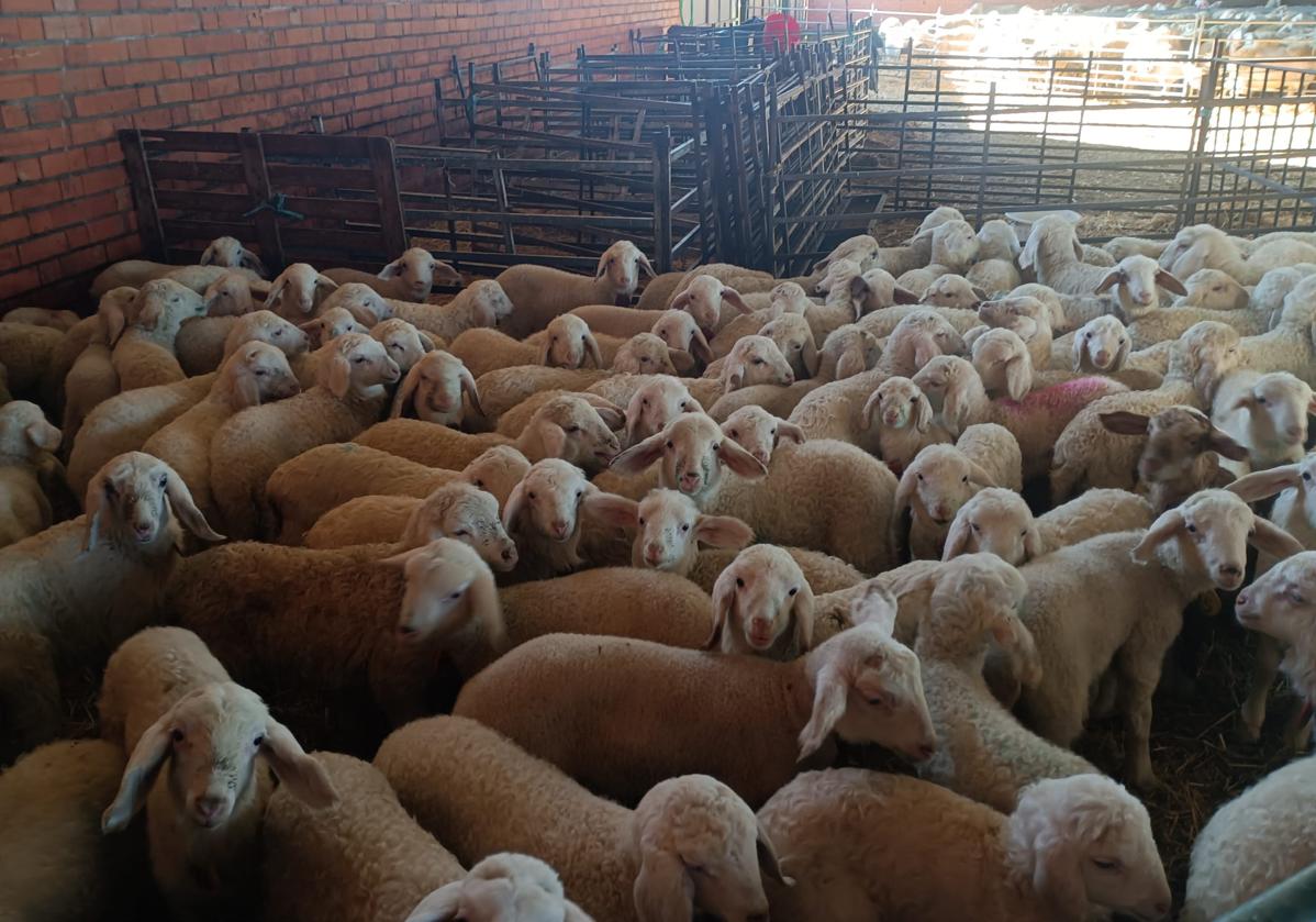 Lechazos de Agropecuaria Banejo en Pollos, Valladolid.