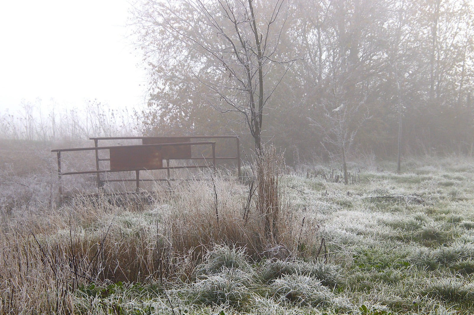 Primera cencellada en Rioseco