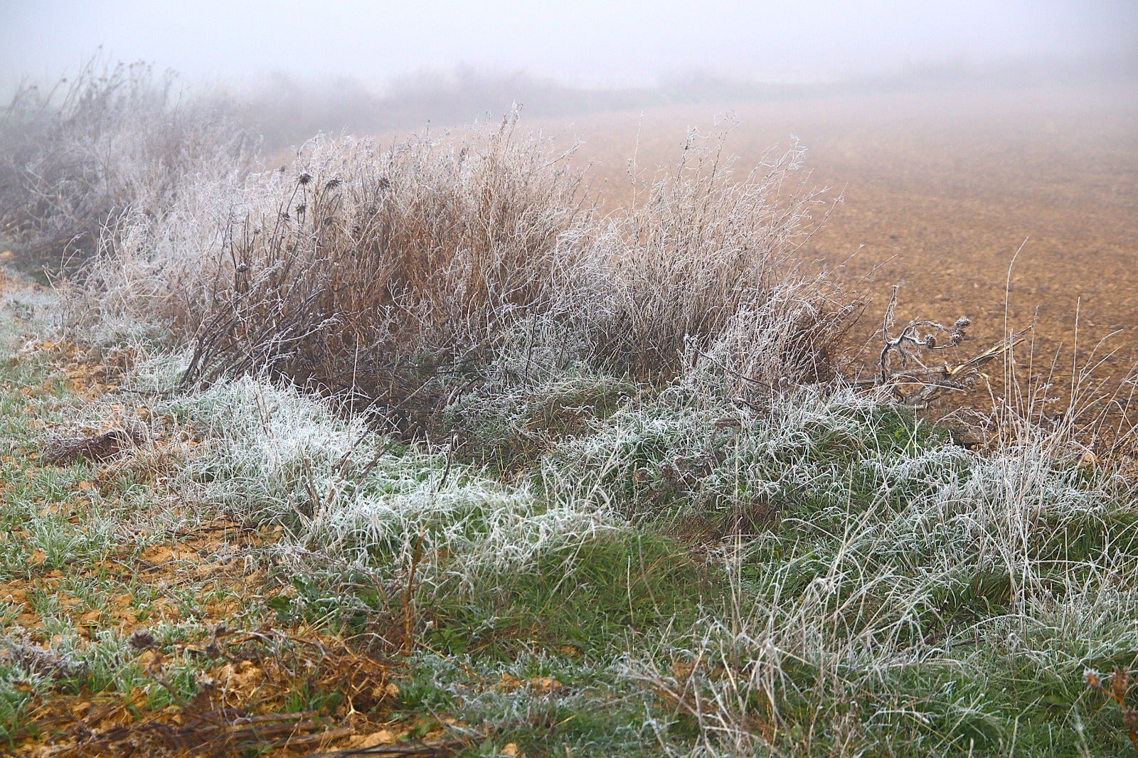 Primera cencellada en Rioseco