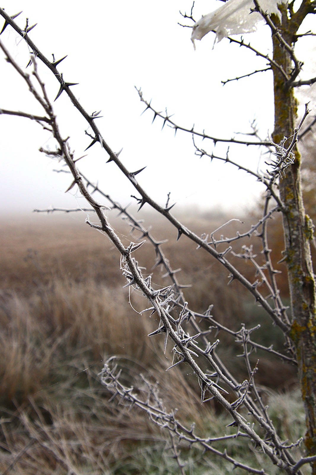 Primera cencellada en Rioseco