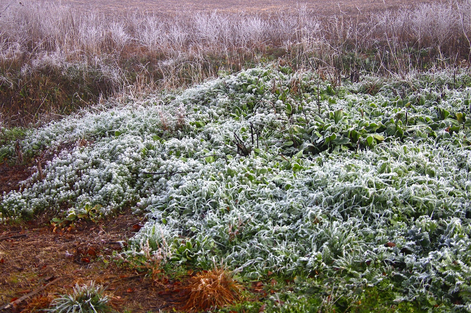 Primera cencellada en Rioseco