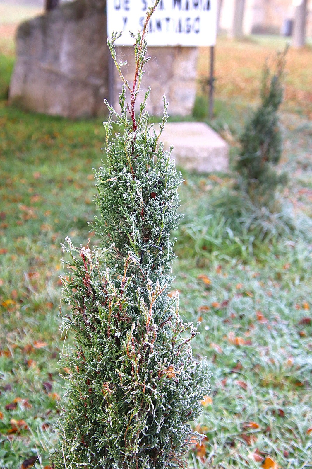 Primera cencellada en Rioseco