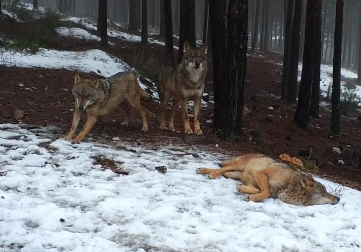 Lobos, en el Centro de Interpretación del Lobo Ibérico de Zamora.