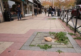 Tocones de los árboles talados en la calle Gabilondo.