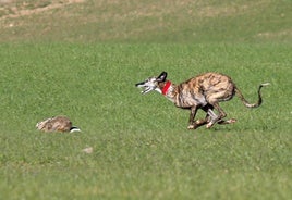 Una de las semifinales del Campeonato Nacional de Galgos, que el año pasado se celebró en la localidad vallisoletana de Nava del Rey.
