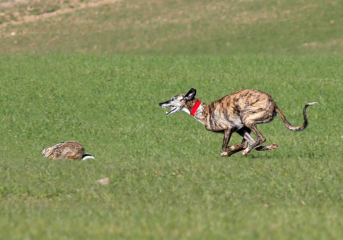 Una de las semifinales del Campeonato Nacional de Galgos, que el año pasado se celebró en la localidad vallisoletana de Nava del Rey.