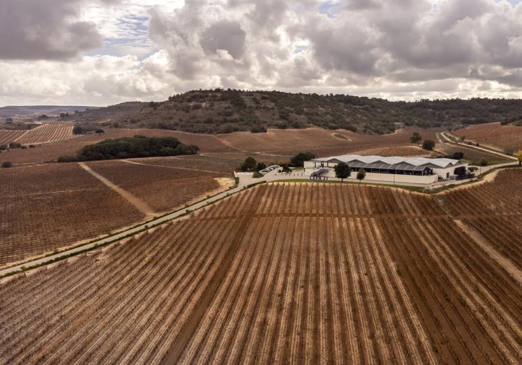Bodega Cepa 21 y la gama de sus vinos.