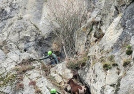 El Greim de Sabero (León) en pleno rescate de una cabra doméstica.