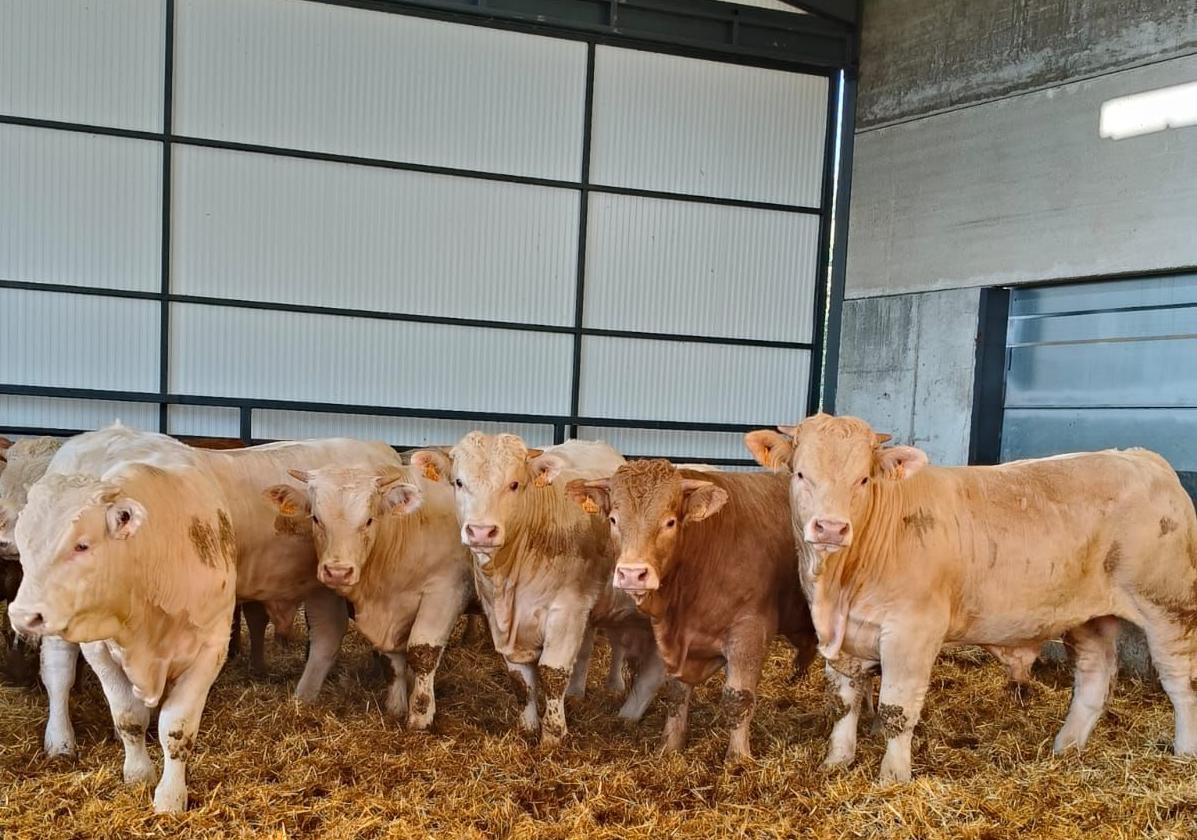 Uno de los sector que más afectado se puede ver por este acuerdo es el vacuno de carne.