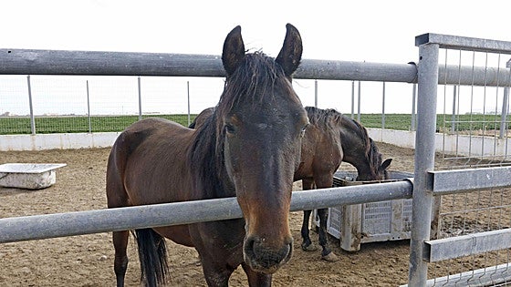 Muere un joven tras caerse de un caballo en la localidad abulense de Horcajo de las Torres