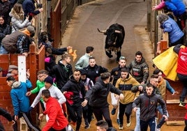 Llegada de uno de los astados al coso de Ciudad Rodrigo durante el Carnaval.