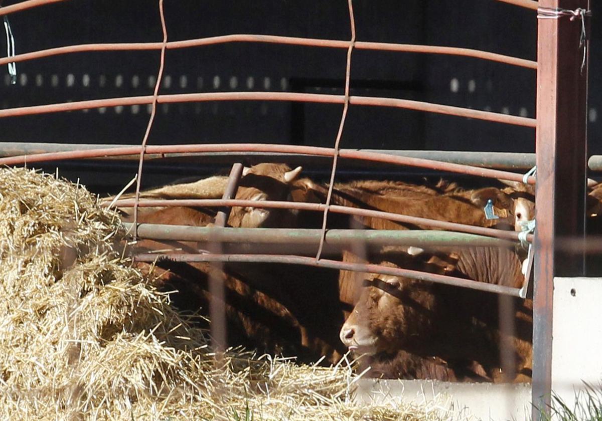 Cabezas de ganado vacuno en una explotación de la provincia.