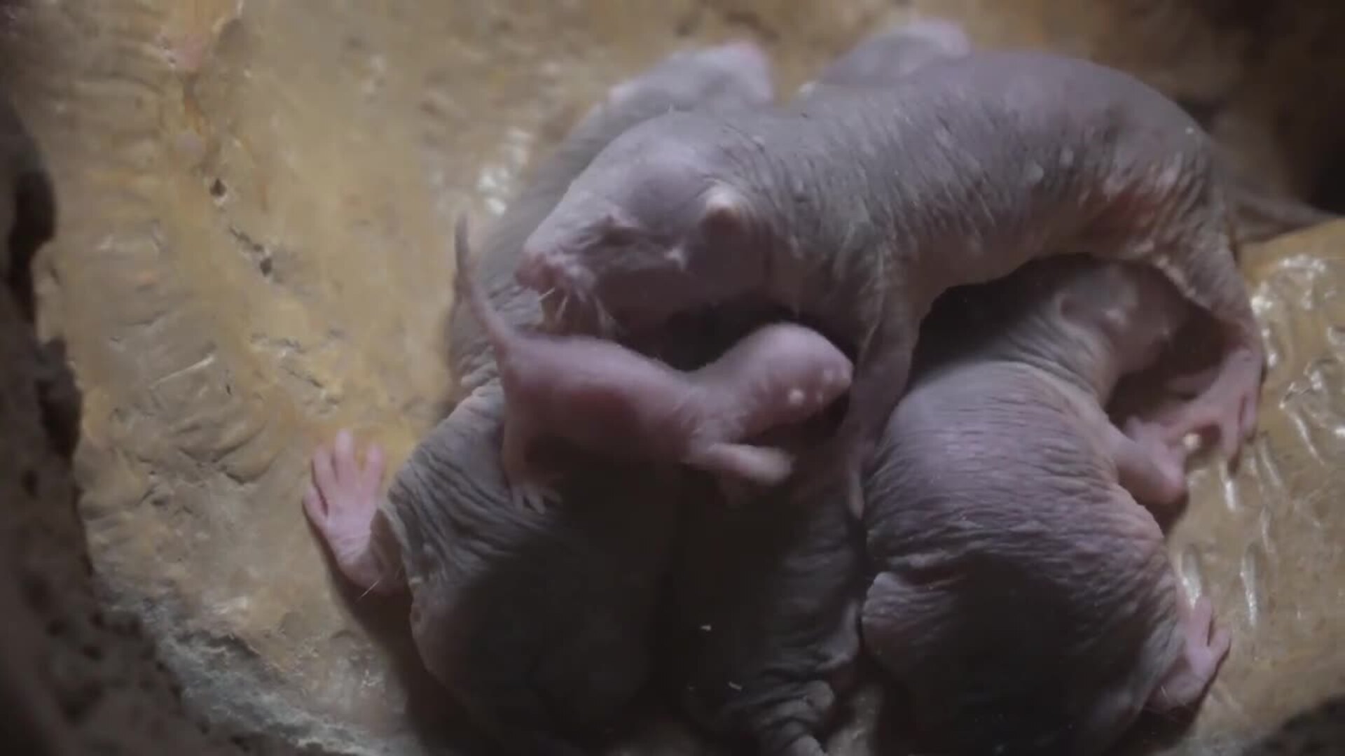 Nace en Bioparc València una nueva camada de la rata topo | El Norte de ...