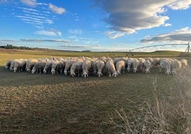 Ovejas de leche pastando en la provincia de Valladolid.