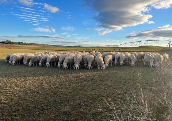 Ovejas de leche pastando en la provincia de Valladolid.