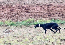 Campeonato Nacional de Galgos, en una imagen de archivo.