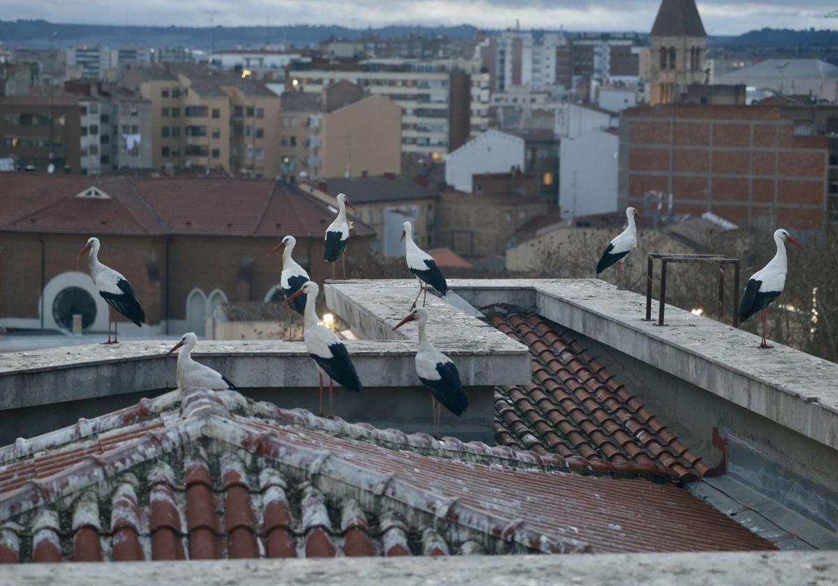 Las cigüeñas paran en los tejados próximos al hospital Clínico de Valladolid cada atardecer.