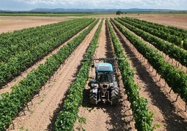 Un viñedo de Ribera del Duero