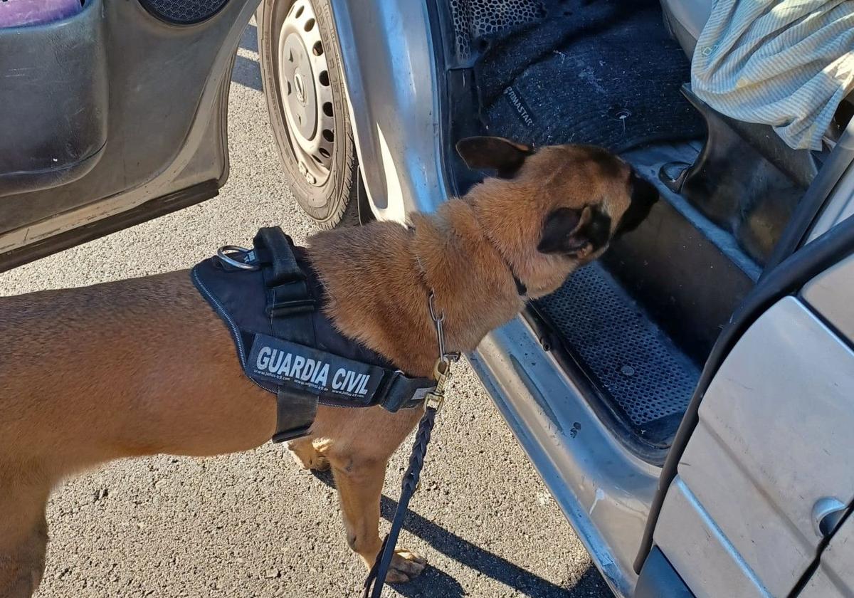 El guía canino, durante la inspección.