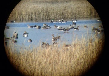Un observatorio de aves en el Camino de Santiago