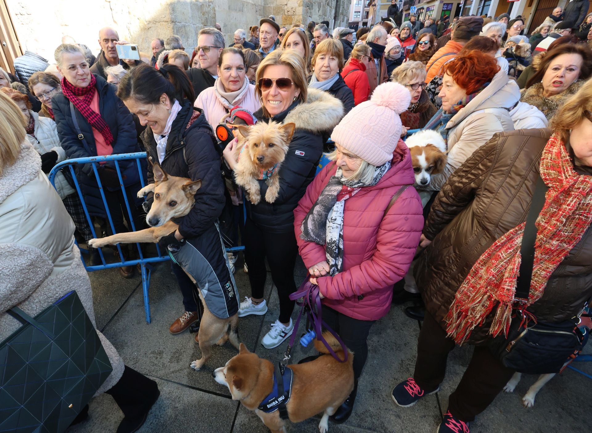 San Antón bendice a los animales de Palencia