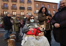 San Antón bendice a los animales de Palencia