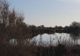 Imagen de archivo de un humedal y una garza real