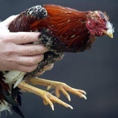 Las peleas de gallos suman 38 detenidos e investigados en Valladolid en pleno siglo XXI