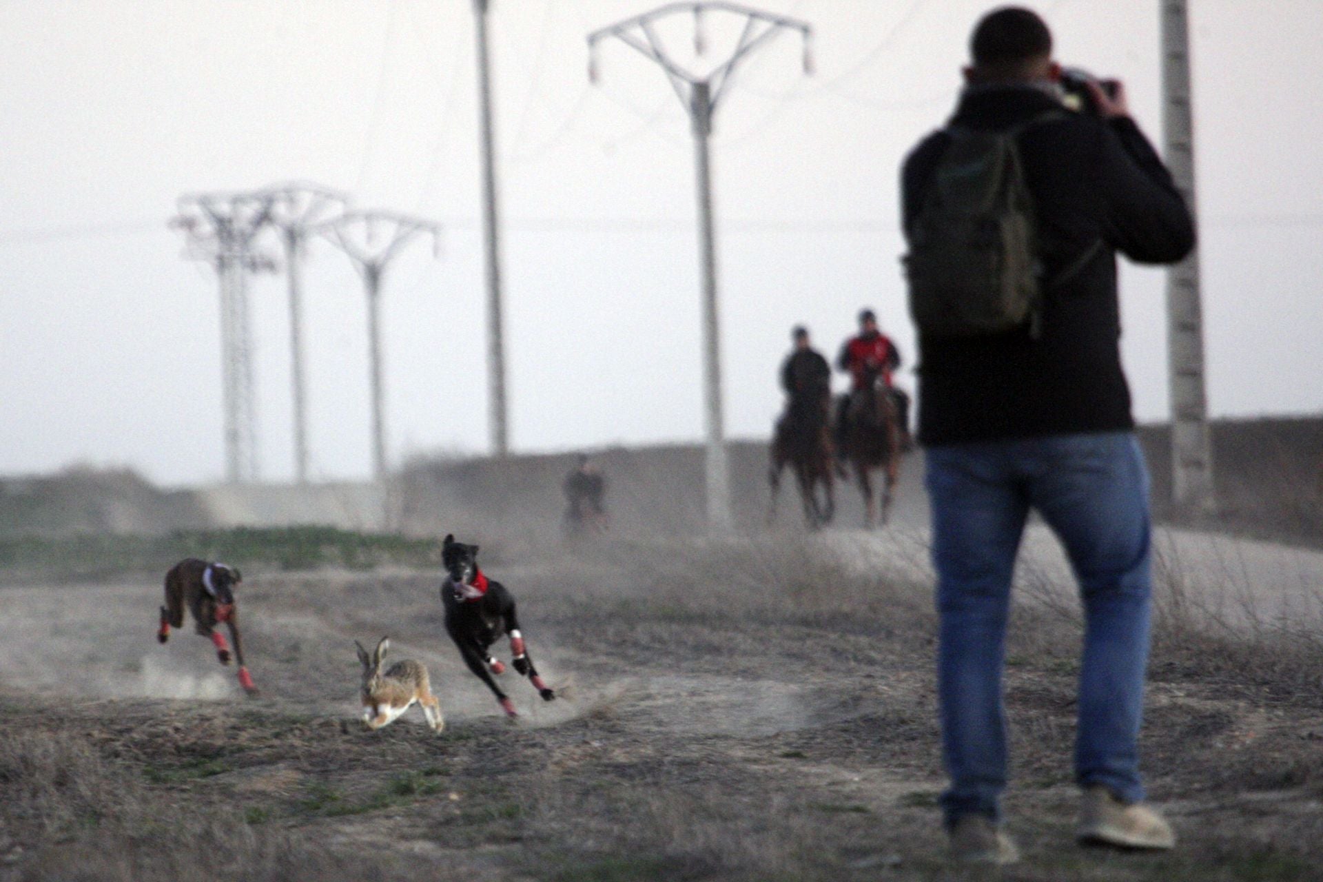 Las imágenes de los cuartos de final del LXXXVII Campeonato de Galgos