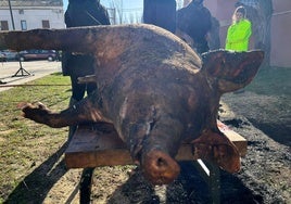 El animal, chamuscado en la fiesta de la matanza.