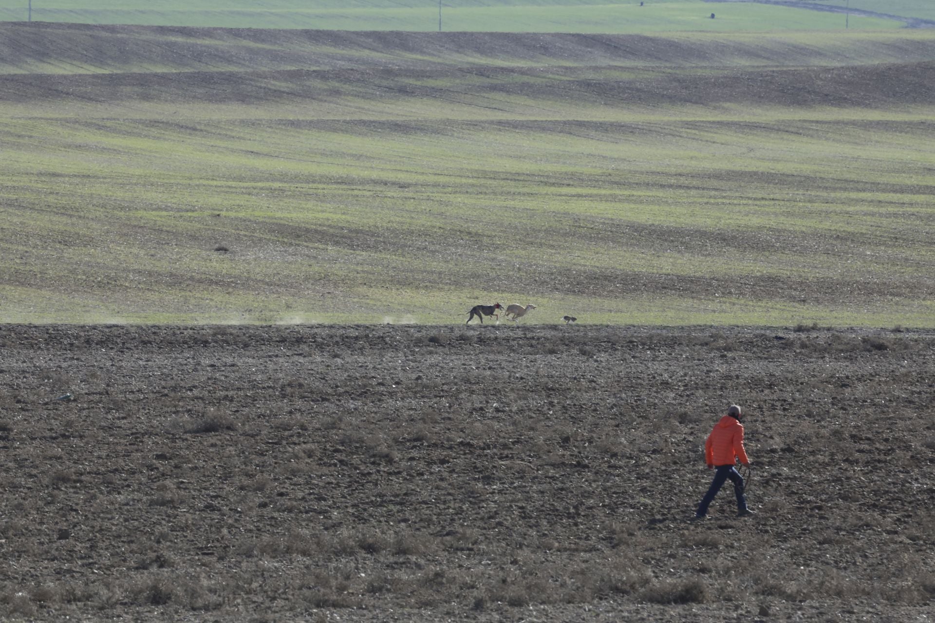 Las imágenes de una nueva jornada de los cuartos de final del LXXXVII Campeonato de Galgos