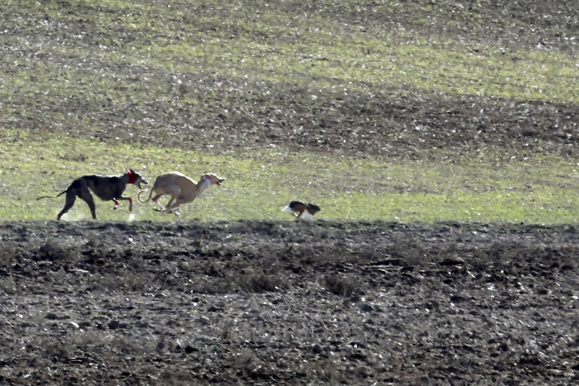 Las imágenes de una nueva jornada de los cuartos de final del LXXXVII Campeonato de Galgos