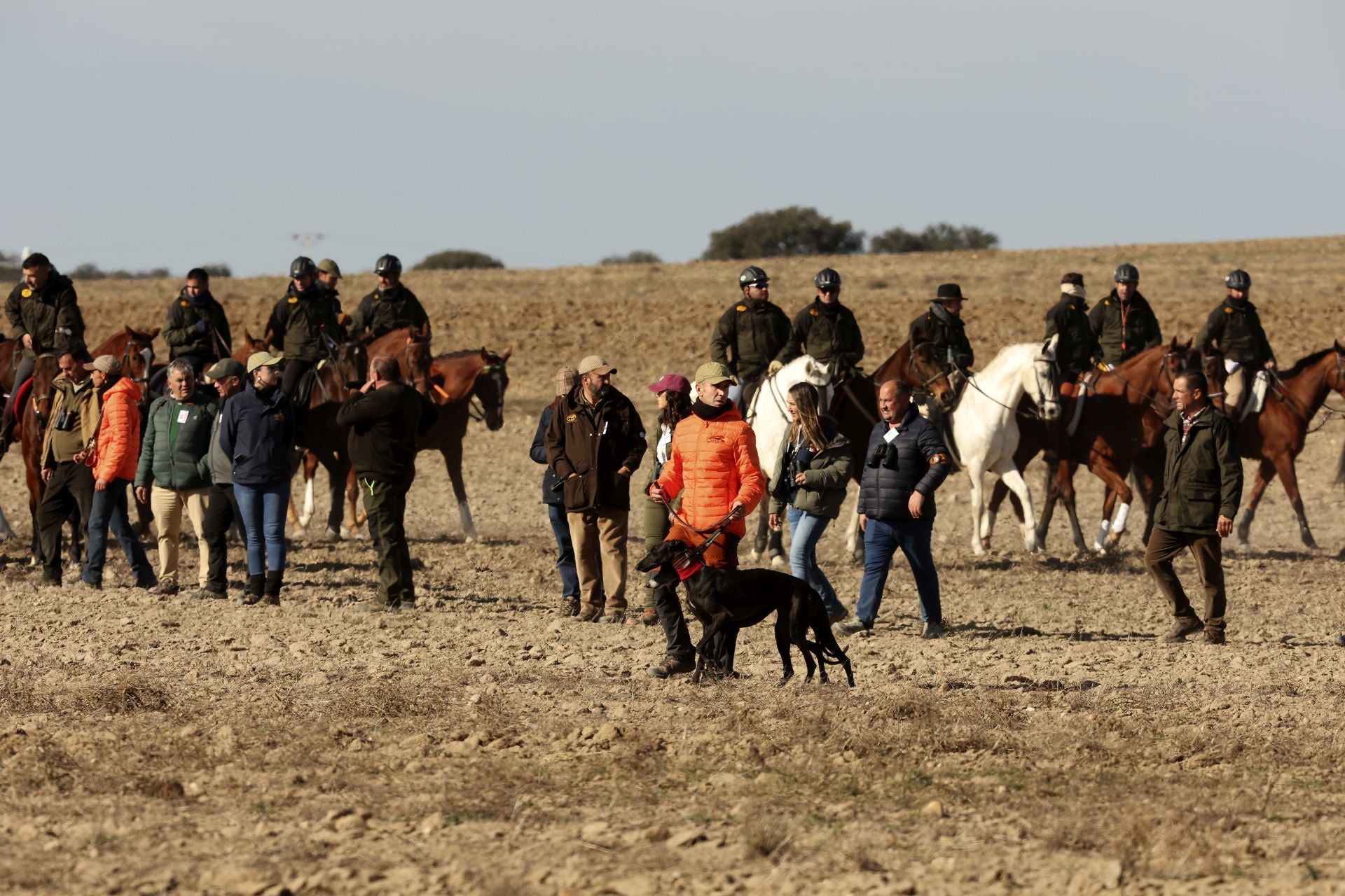 Las imágenes de una nueva jornada de los cuartos de final del LXXXVII Campeonato de Galgos