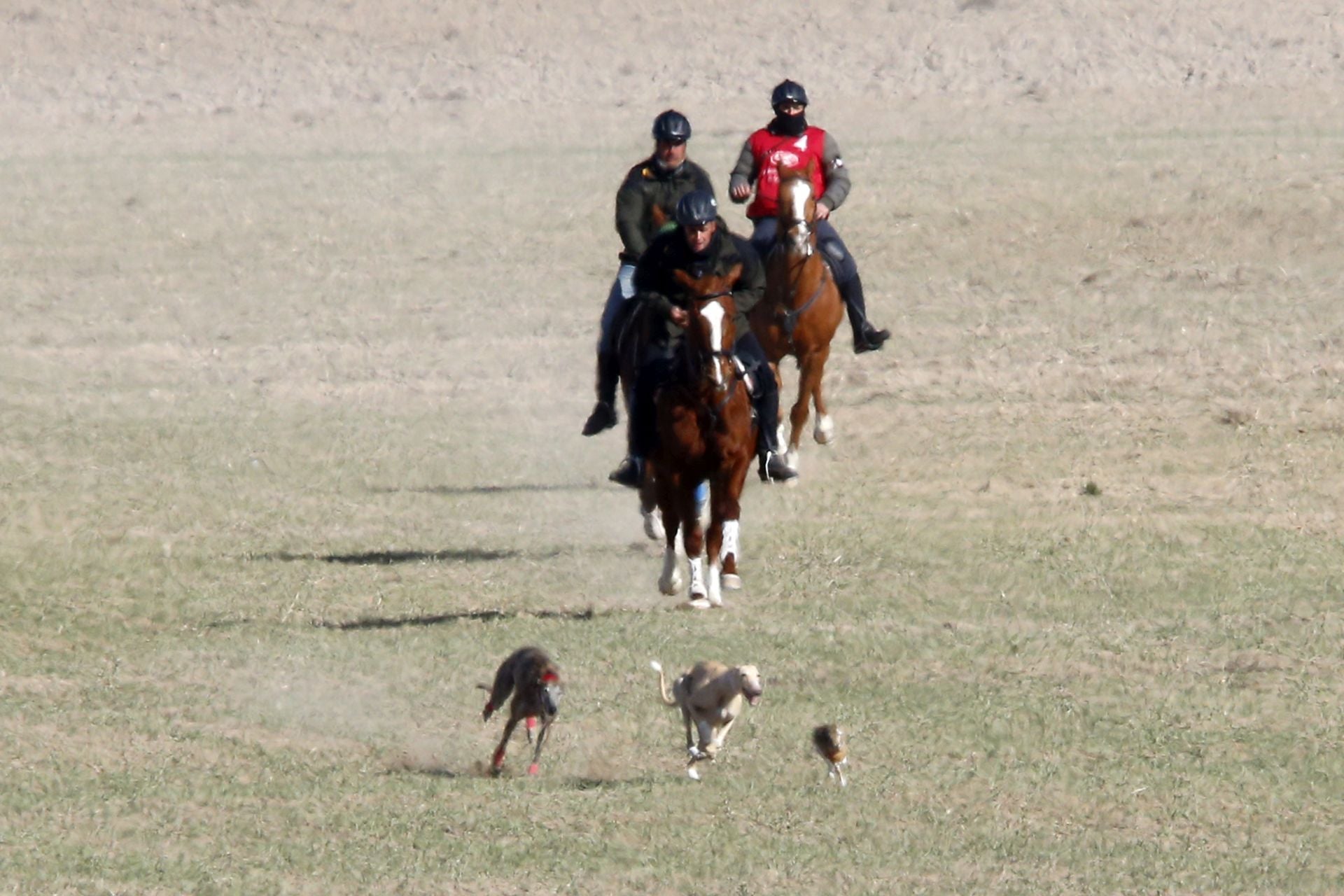 Las imágenes de una nueva jornada de los cuartos de final del LXXXVII Campeonato de Galgos