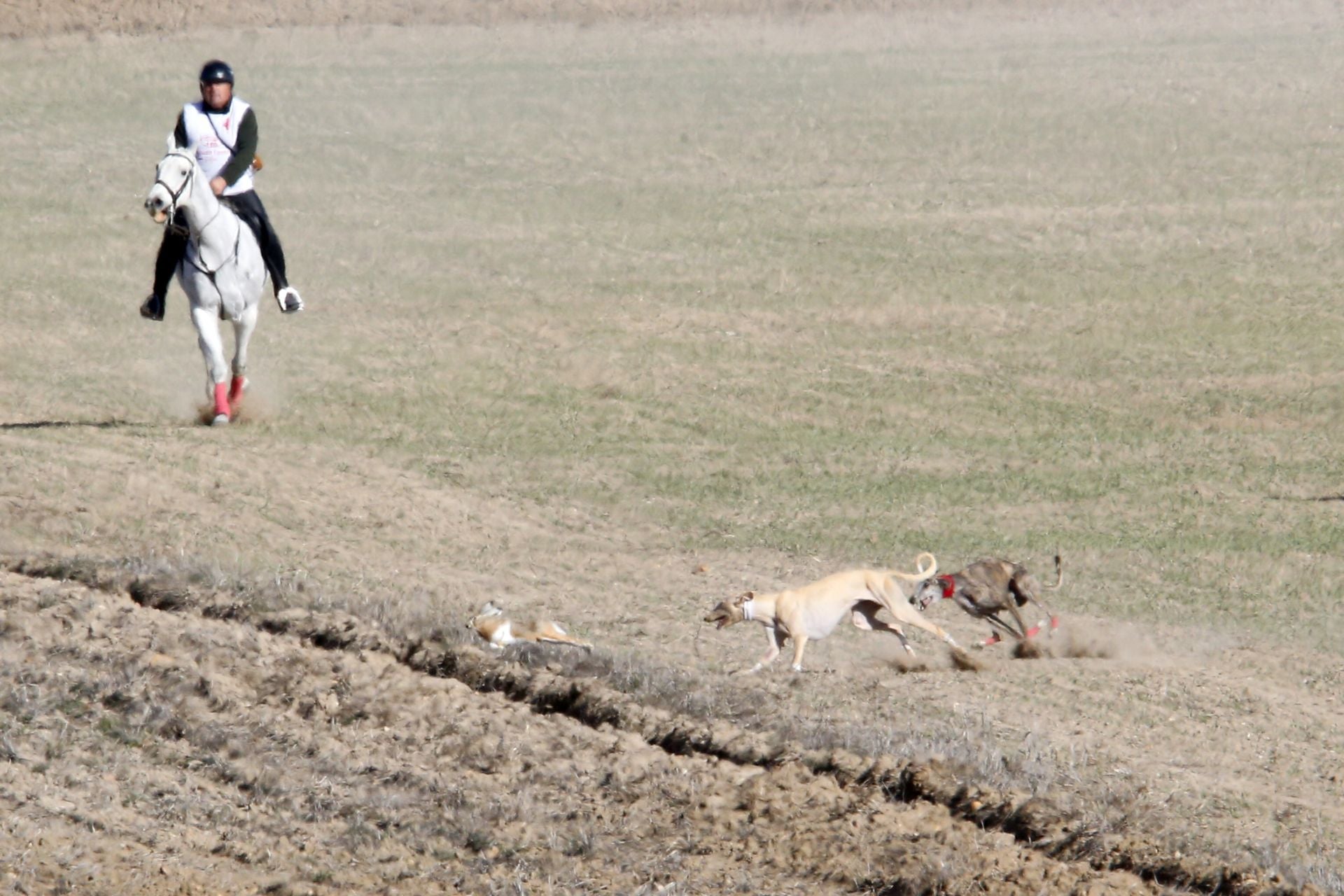 Las imágenes de una nueva jornada de los cuartos de final del LXXXVII Campeonato de Galgos